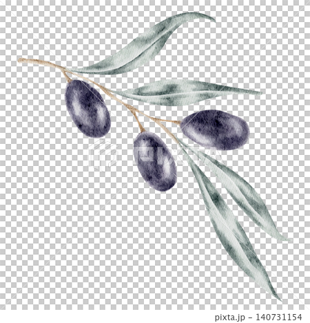 Dark olives paired with elegant blue-green leaves on a curved branch, watercolor illustration ideal for olive oil labels, gourmet packaging, restaurant branding, cookbook graphics Dark olives paired with elegant blue-green leaves on a curved branch, watercolor illustration ideal for olive oil labels, gourmet packaging, restaurant branding, cookbook graphics 140731154