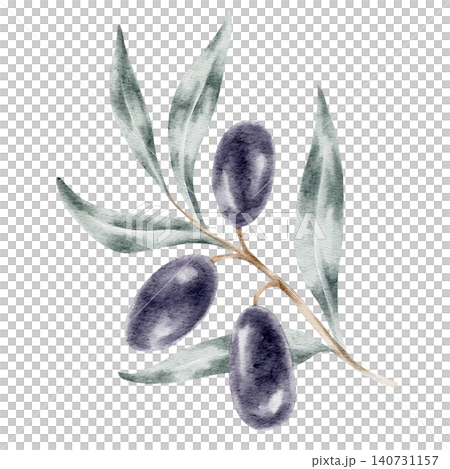 Black olives and muted green foliage arranged along a slender twig, watercolor illustration suitable for organic branding, olive oil packaging, cosmetic labels, recipe publications Black olives and muted green foliage arranged along a slender twig, watercolor illustration suitable for organic branding, olive oil packaging, cosmetic labels, recipe publications 140731157