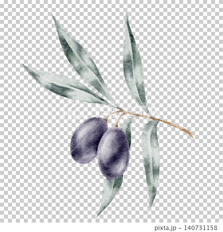 Dark purple olives with blue-green leaves on a delicate branch, watercolor clipart for gourmet food packaging, olive product labels, agricultural branding, kitchen graphics Dark purple olives with blue-green leaves on a delicate branch, watercolor clipart for gourmet food packaging, olive product labels, agricultural branding, kitchen graphics 140731158