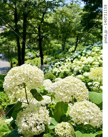 丘一面に咲き誇る白い紫陽花〈可睡ゆりの園/静岡県袋井市〉 丘一面に咲き誇る白い紫陽花〈可睡ゆりの園/静岡県袋井市〉 140731159