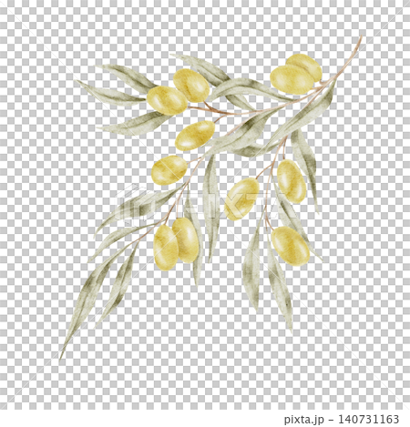 Light green olives clustered among soft silvery leaves, watercolor illustration suitable for cosmetic packaging, organic product labels, Mediterranean branding, invitation artwork, and surface pattern 140731163