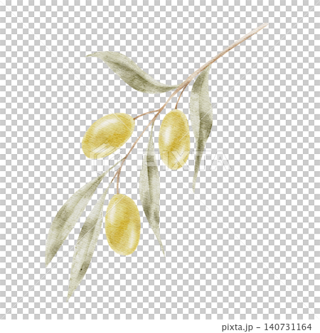 Yellow green olives hanging from a slender leafy twig, watercolor clipart designed for gourmet food packaging, olive oil labels, agricultural branding, stationery layouts 140731164
