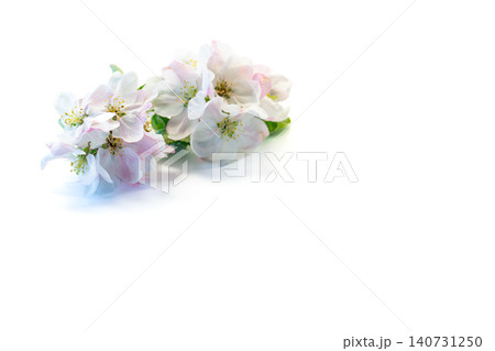 floral composition with apple blossom flowers on white background floral composition with apple blossom flowers on white background 140731250