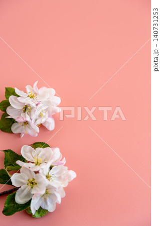 floral composition with apple tree blossoms on soft pink backdrop 140731253