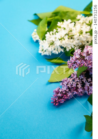 elegant lilac flowers composition on vibrant blue background elegant lilac flowers composition on vibrant blue background 140731256