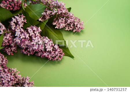 pastel green background and lilac flowers pastel green background and lilac flowers 140731257