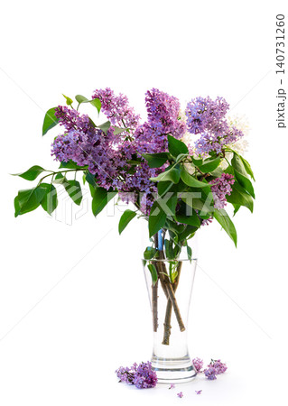 beautiful lilac blossom arrangement isolated on white beautiful lilac blossom arrangement isolated on white 140731260