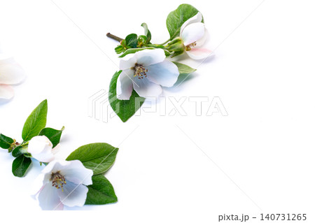 Top view delicate quince blooms with green leaves Top view delicate quince blooms with green leaves 140731265