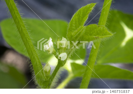 枝豆の花 枝豆の花 140731837