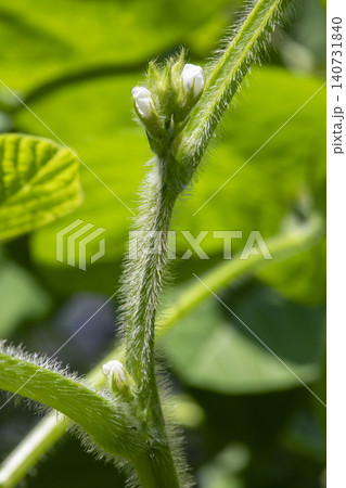 枝豆の花 枝豆の花 140731840