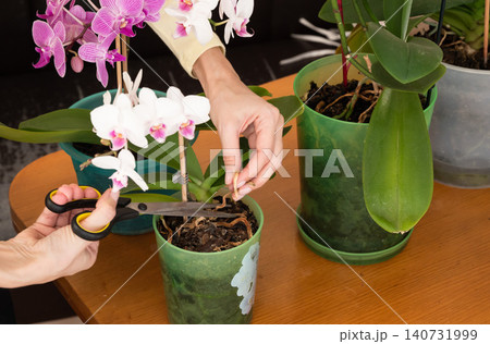 Orchid leaves turn yellow due to improper care Orchid leaves turn yellow due to improper care 140731999