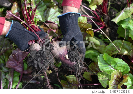 Gardening activity of harvesting beets in a community garden during sunny spring afternoon Gardening activity of harvesting beets in a community garden during sunny spring afternoon 140732018