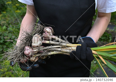 Harvesting garlic plants in a garden 140732046
