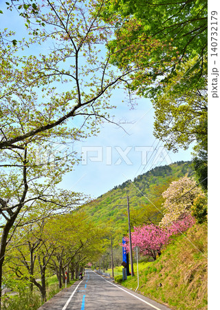 《滋賀県》新緑の琵琶湖海津大崎 《滋賀県》新緑の琵琶湖海津大崎 140732179