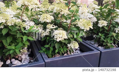 White hydrangea flowers in modern planters on a city street in daytime White hydrangea flowers in modern planters on a city street in daytime 140732198