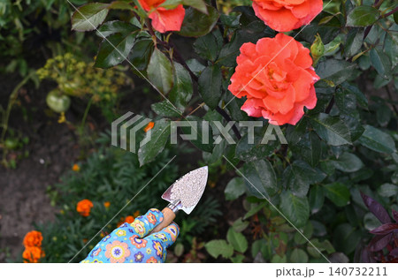 Gardener adding nutrients to blooming orange roses in early spring garden Gardener adding nutrients to blooming orange roses in early spring garden 140732211