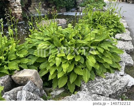 Lush greenery surrounding a tranquil pond in a peaceful garden area during daylight hours Lush greenery surrounding a tranquil pond in a peaceful garden area during daylight hours 140732212