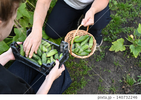 Women harvesting vegetables together in a sunny garden during the afternoon Women harvesting vegetables together in a sunny garden during the afternoon 140732246