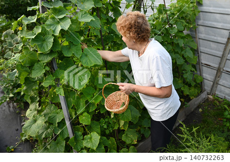 Elderly woman harvesting cucumbers in a garden during a sunny afternoon 140732263