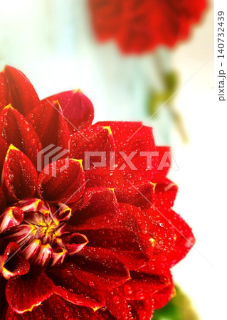 Red flower with water drops . macro. place for text Red flower with water drops . macro. place for text 140732439