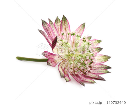 Beautiful fresh pink astrantia flower isolated on white Beautiful fresh pink astrantia flower isolated on white 140732440