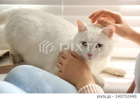 Young woman petting her beautiful white cat at home, closeup. Fluffy pet Young woman petting her beautiful white cat at home, closeup. Fluffy pet 140732490