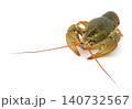 Crawfish on white background 140732567