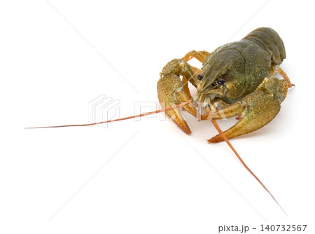 Crawfish on white background Crawfish on white background 140732567