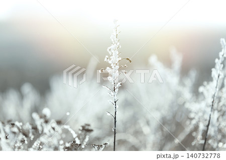 Dry grass covered with hoarfrost outdoors in early winter morning 140732778