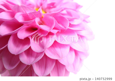 Beautiful pink dahlia flower on white background, closeup view Beautiful pink dahlia flower on white background, closeup view 140732999