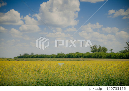 Bright yellow oilseed rape flowers in the field during the late spring and early summer season 140733136