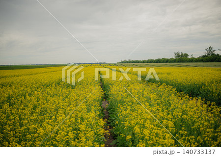 Bright yellow oilseed rape flowers in the field during the late spring and early summer season 140733137