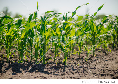 Green corn plants growing in rows with rich soil against a blue sky 140733138