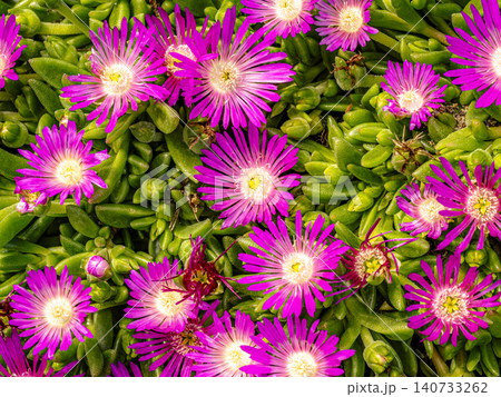Vibrant Pink Ice Plant Succulent Groundcover With Bright Daisy-Like Flowers Vibrant Pink Ice Plant Succulent Groundcover With Bright Daisy-Like Flowers 140733262