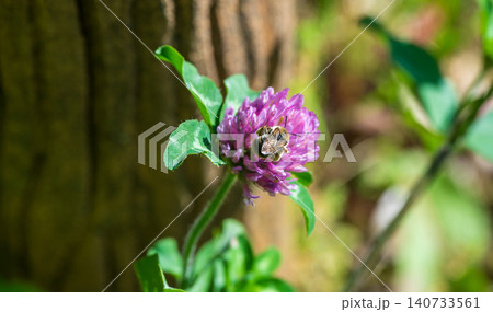 ムラサキツメクサの蜜を吸うハナバチのまん丸な後ろ姿 ムラサキツメクサの蜜を吸うハナバチのまん丸な後ろ姿 140733561
