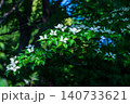 満開のヤマボウシの白い花 140733621