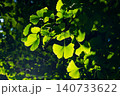 春の日差しを受けて光るイチョウの若葉 140733622