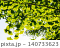 春の日差しを受けて光るイチョウの若葉 140733623