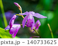 春の陽光を浴びて咲くシランの紫紅色の花 140733625