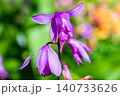 春の陽光を浴びて咲くシランの紫紅色の花 140733626