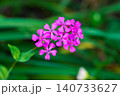 ムシトリナデシコの紅色の花 140733627