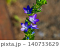 キキョウソウの青い花 140733629