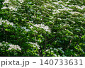 満開のヤマボウシの白い花 140733631