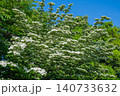 満開のヤマボウシの白い花 140733632