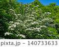 満開のヤマボウシの白い花 140733633