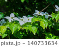 満開のヤマボウシの白い花 140733634
