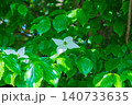 満開のヤマボウシの白い花 140733635