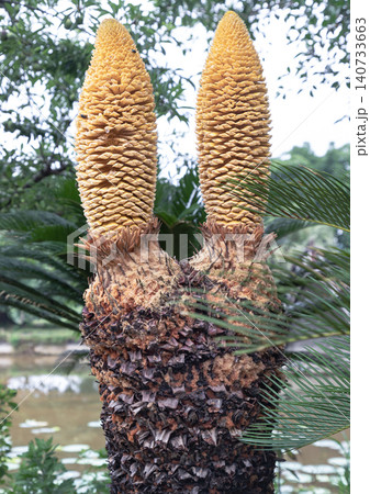 Rising against a backdrop of deep-green fronds and a tranquil pond, a male Cycas tree displays two towering, vibrant yellow cones. 140733663