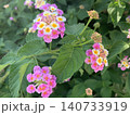 ランタナの花のある風景 140733919