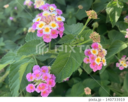 ランタナの花のある風景 ランタナの花のある風景 140733919